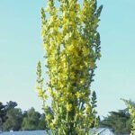 Grote gele toorts bloem in bloei.