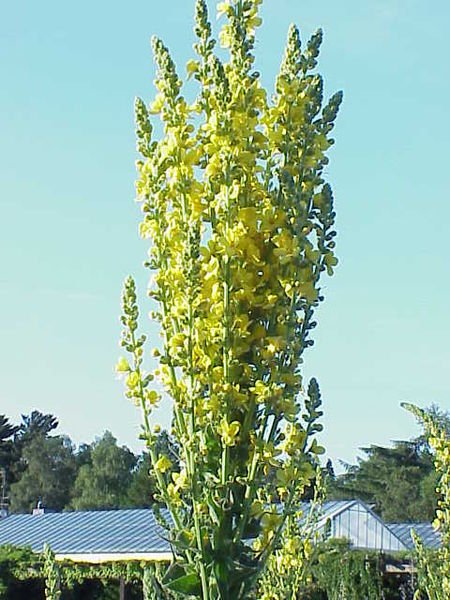 Grote gele toorts bloem in bloei.