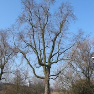 Ulmus minor 'Christine Buisman' boom met groen blad en bloeiende takken langs het water.