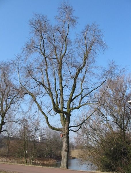 Ulmus minor 'Christine Buisman' boom met groen blad en bloeiende takken langs het water.