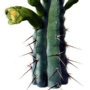 Pilosocereus pentaedrophorus cactus met meerdere cilindrische stelen en scherpe stekels.