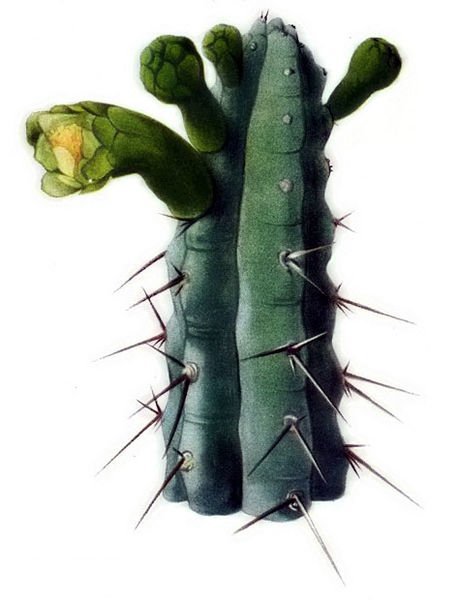 Pilosocereus pentaedrophorus cactus met meerdere cilindrische stelen en scherpe stekels.