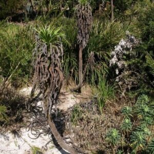 Echium pininana plant in a garden setting.