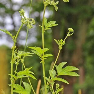 Frisse witte Bloemen van Filipendula ulmaria