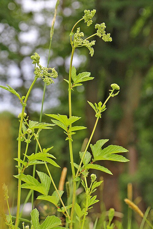 Frisse witte Bloemen van Filipendula ulmaria