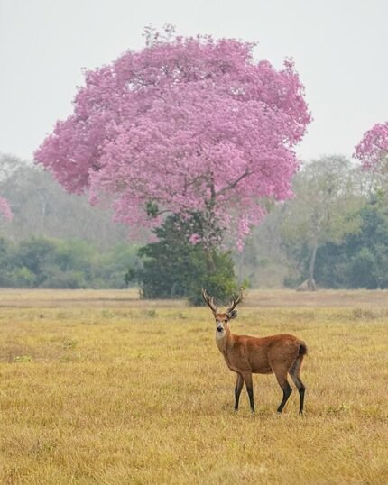 Bloeiende roze Ipe boom met herten in Encontro das Águas State Park.