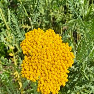 Goldenrod Achillea filipendulina with delicate yellow flowers and foliage.
