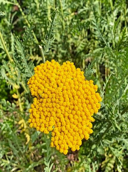 Goldenrod Achillea filipendulina with delicate yellow flowers and foliage.