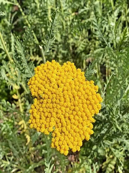 Goldenrod Achillea filipendulina with delicate yellow flowers and foliage.
