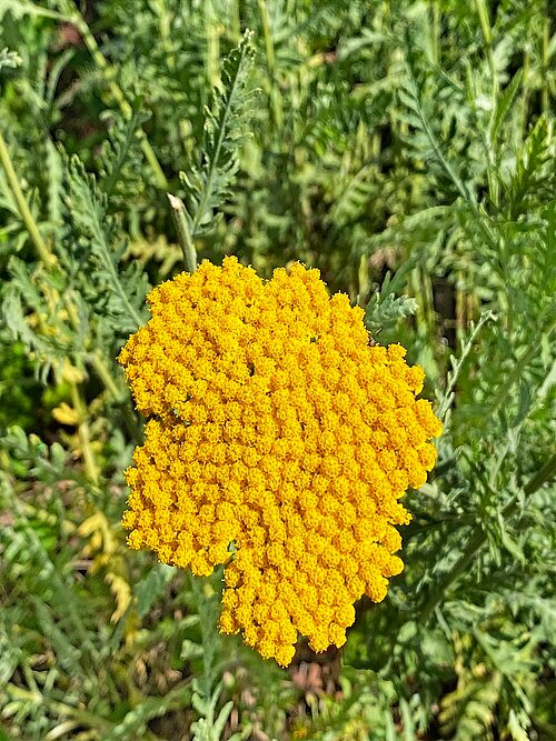 Goldenrod Achillea filipendulina with delicate yellow flowers and foliage.
