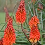Fackellilie Kniphofia caulescens bloemen in bloei.