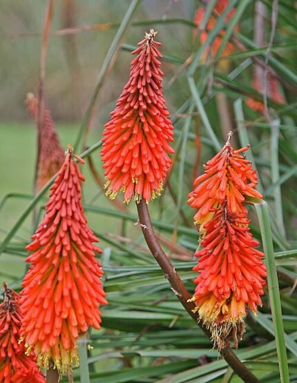 Fackellilie Kniphofia caulescens bloemen in bloei.