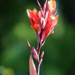 Indische Canna indica bloem in volle bloei.