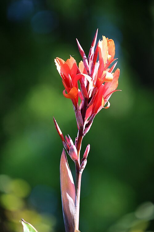 Indische Canna indica bloem in volle bloei.
