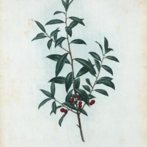 Botanische illustratie van Ilex cassine angustifolia door Pierre-Joseph Redouté.