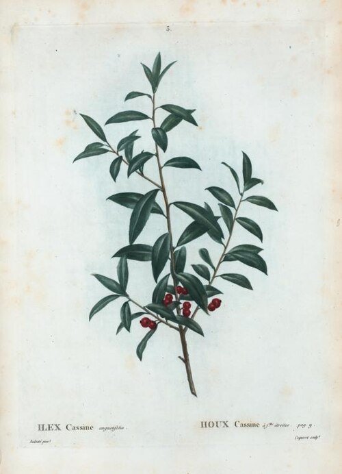 Botanische illustratie van Ilex cassine angustifolia door Pierre-Joseph Redouté.