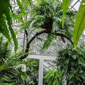 Botanische tuin van Peter de Grote in St. Petersburg met groene planten.