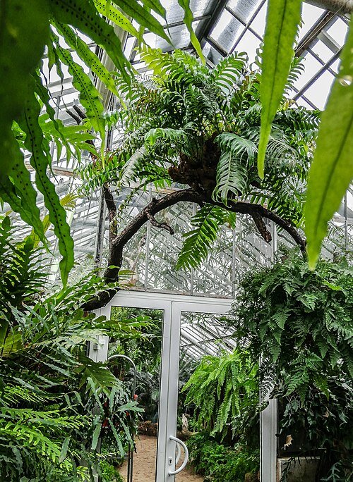 Botanische tuin van Peter de Grote in St. Petersburg met groene planten.