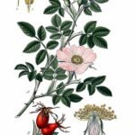 Bloeiende hondsroos struik met witte bloemen en groene bladeren.