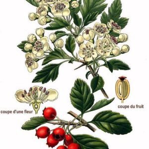 Tweestijlige meidoorn bloeiende tak met witte bloemen.