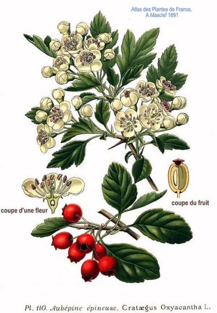 Tweestijlige meidoorn bloeiende tak met witte bloemen.