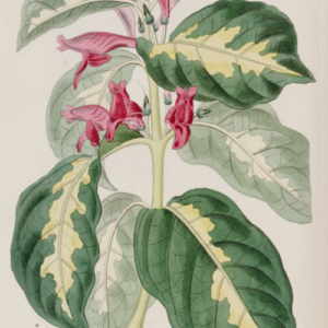 Graptophyllum pictum plant met groen-wit gevlekte bladeren.