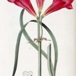 Rode Rhodophiala bloemen in bloei op een zonnige dag.
