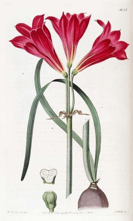 Rode Rhodophiala bloemen in bloei op een zonnige dag.