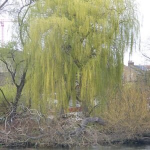 Salix sepulcralis Group met gele bladeren en lange takken.