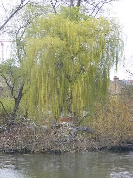 Salix sepulcralis Group met gele bladeren en lange takken.