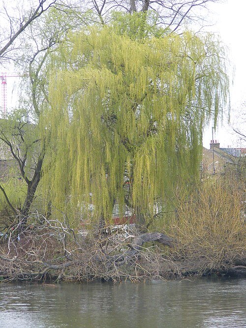 Salix sepulcralis Group met gele bladeren en lange takken.