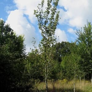 Close-up van Ulmus 'Wanoux' boomtak met groene bladeren en rode bloemen.