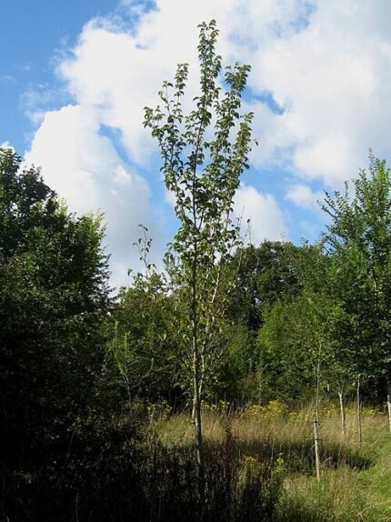 Close-up van Ulmus 'Wanoux' boomtak met groene bladeren en rode bloemen.