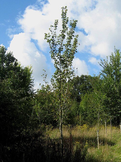 Close-up van Ulmus 'Wanoux' boomtak met groene bladeren en rode bloemen.