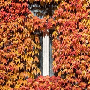 Oosterse wingerd met driedelige bladeren groeiend in kleigrond, winterhard.