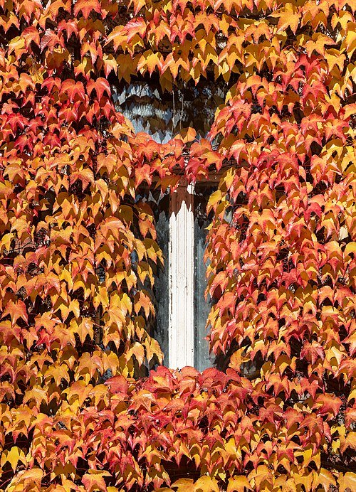 Oosterse wingerd met driedelige bladeren groeiend in kleigrond, winterhard.