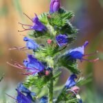 Bloeiende Slangenkruid (Echium vulgare) plant op zandgrond, winterhard.