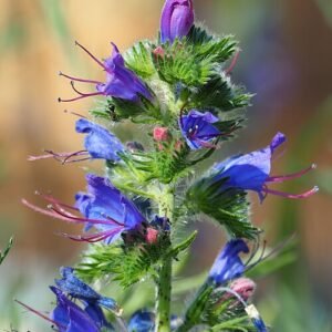 Bloeiende Slangenkruid (Echium vulgare) plant op zandgrond, winterhard.