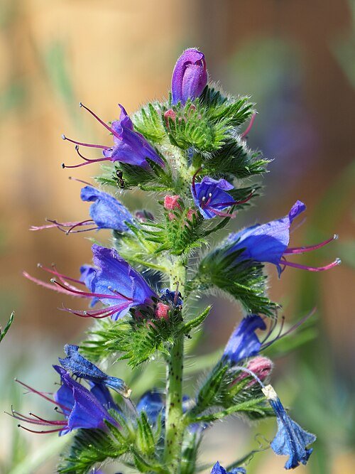 Bloeiende Slangenkruid (Echium vulgare) plant op zandgrond, winterhard.