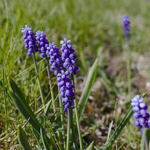 Blauwe druifjes op kleigrond, beperkt winterhard, zonnige standplaats.