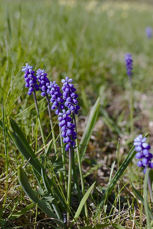 Blauwe druifjes op kleigrond, beperkt winterhard, zonnige standplaats.