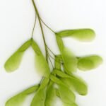 Close-up van winterharde Acer negundo plant op zandgrond.