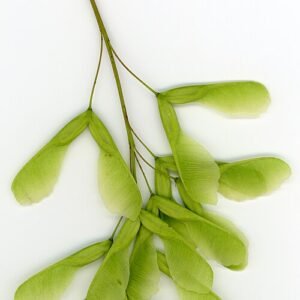 Close-up van winterharde Acer negundo plant op zandgrond.