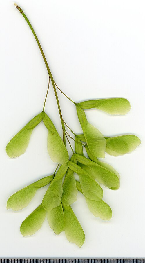 Close-up van winterharde Acer negundo plant op zandgrond.