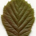 Hazelaarboom met winterharde eigenschappen, gedijt goed in schaduw.