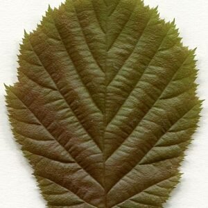 Hazelaarboom met winterharde eigenschappen, gedijt goed in schaduw.