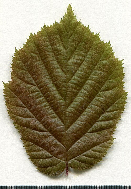 Hazelaarboom met winterharde eigenschappen, gedijt goed in schaduw.