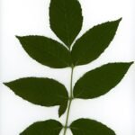Botanisch herbariumillustratie van Fraxinus blad in 2020.