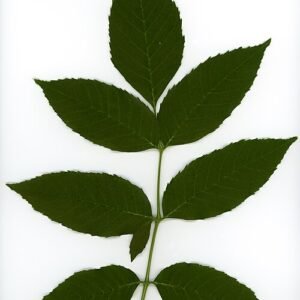 Botanisch herbariumillustratie van Fraxinus blad in 2020.