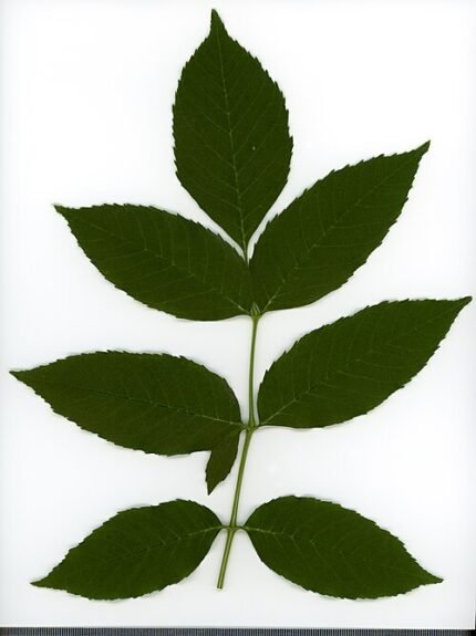 Botanisch herbariumillustratie van Fraxinus blad in 2020.